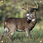 Arrow Mat Targets Big Buck