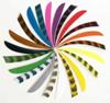 Trueflight Feathers 5 1/2 inch Shield Barred Colors