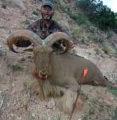 Todd Martin 2013 aoudad with Bison Elite arrow